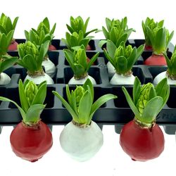 Hyac.Bol Wachs rot/weiss mix Bl. H8