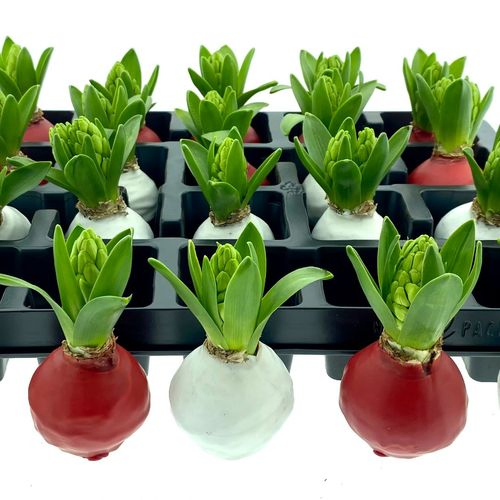 Hyac.Bol Wachs rot/weiss mix Bl. H8