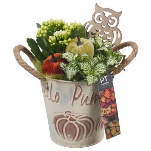 Kal.Arr PTHI5340 Herbst T13 H022