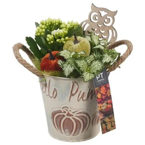 Kal.Arr PTHI5340 Herbst T13 H022