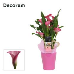 Calla rosa im Topf Amy Love T12 H035