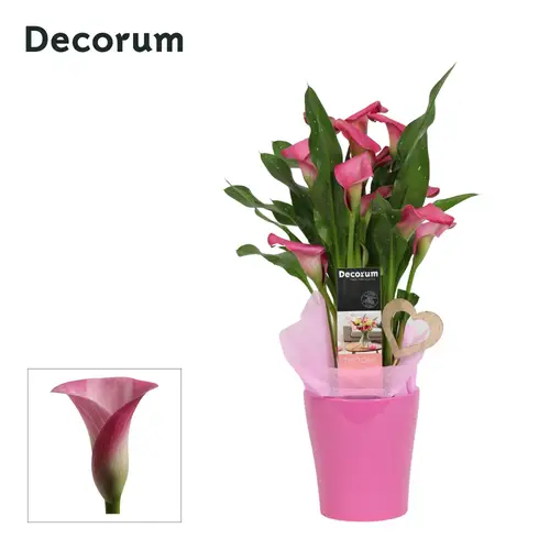 Calla rosa im Topf Amy Love T12 H035