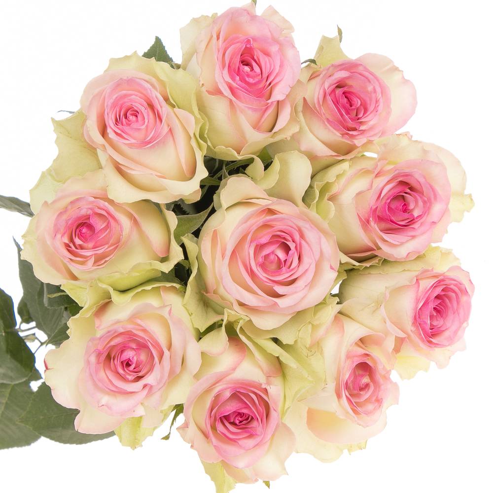 Rose creme/rosa Pink Journey 70cm Valentinstag