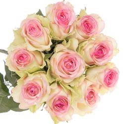 Rose creme/rosa Pink Journey 70cm Valentinstag