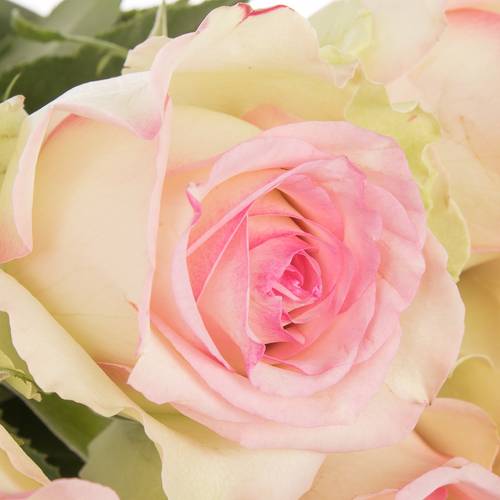 Rose creme/rosa Pink Journey 70cm Valentinstag