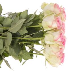 Rose creme/rosa Pink Journey 70cm Valentinstag