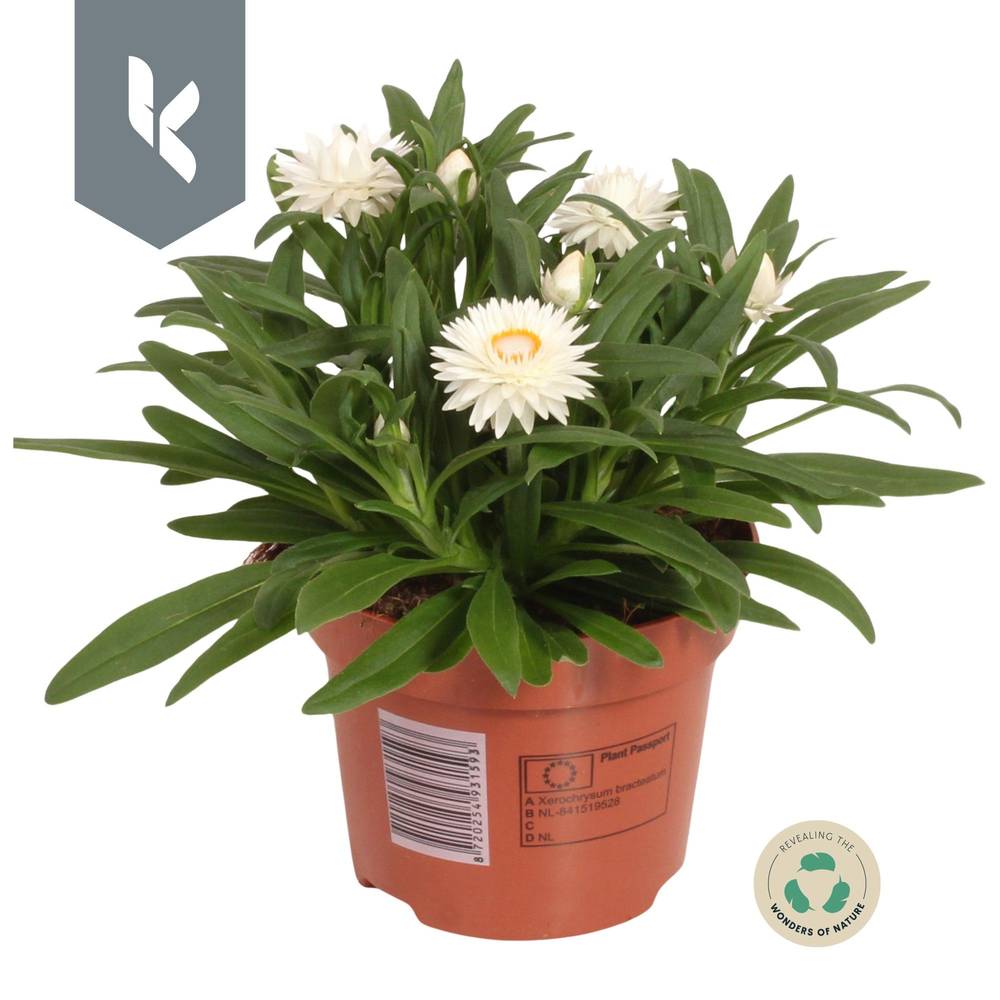 Strohblume weiss Crispy T12 H025