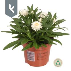 Strohblume weiss Crispy T12 H025