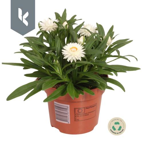 Strohblume weiss Crispy T12 H025