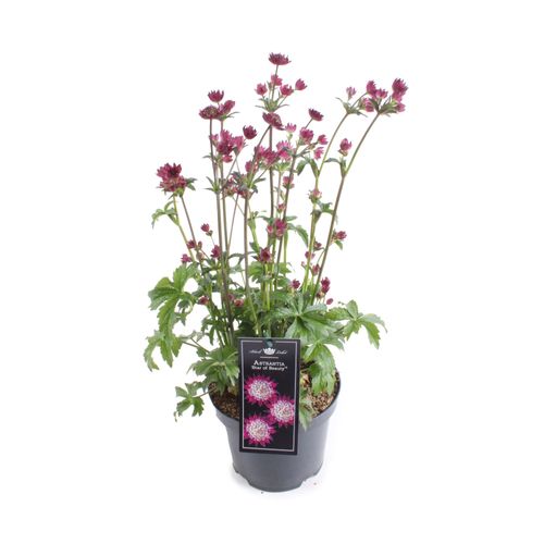 Astrantia Star of Beauty T19 H60