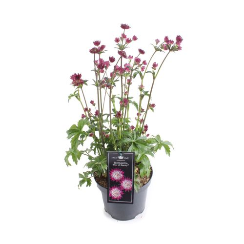 Astrantia Star of Beauty T19 H60