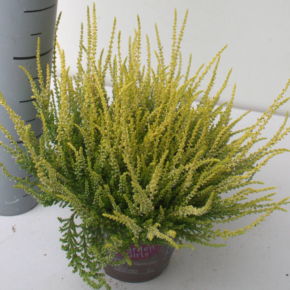 Calluna hell grün GG T12 H023