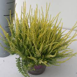 Calluna hell grün GG T12 H023