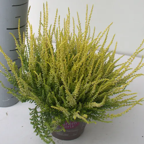 Calluna hell grün GG T12 H023
