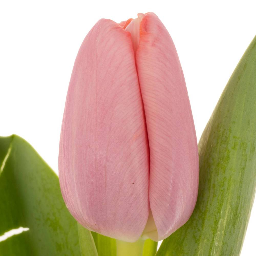 Tulpe rosa Tresor 44 Gramm