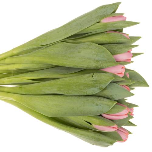 Tulpe rosa Tresor 44 Gramm