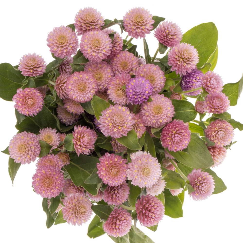 Gomphrena rosa 40cm
