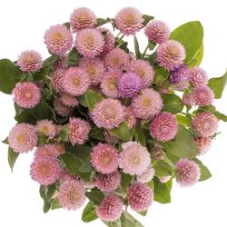 Gomphrena rosa 40cm