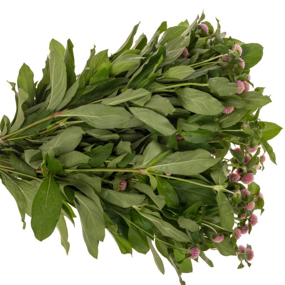 Gomphrena rosa Light Pink 40cm