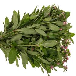 Gomphrena rosa Light Pink 40cm