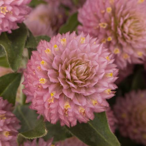 Gomphrena rosa 40cm