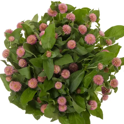 Gomphrena rosa Light Pink 40cm