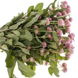 Gomphrena rosa 40cm