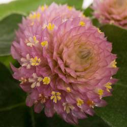 Gomphrena rosa Light Pink 40cm