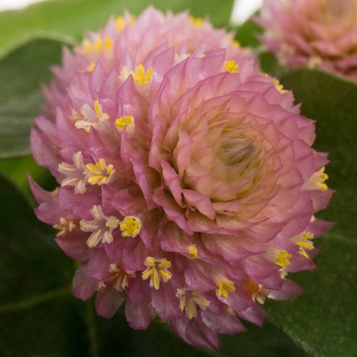 Gomphrena rosa Light Pink 40cm