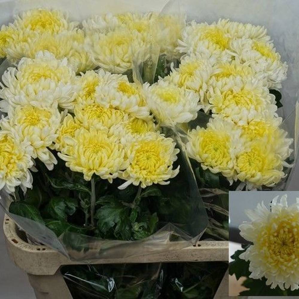 Chrys.Freil.Deko weiss Allouise White 75Gramm 80cm