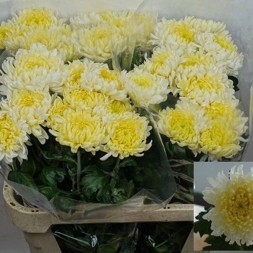 Chrys.Freil.Deko weiss Allouise White 75Gramm 80cm