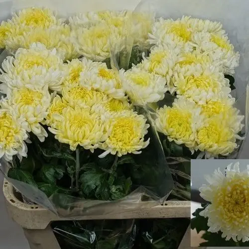 Chrys.Freil.Deko weiss Allouise White 75Gramm 80cm