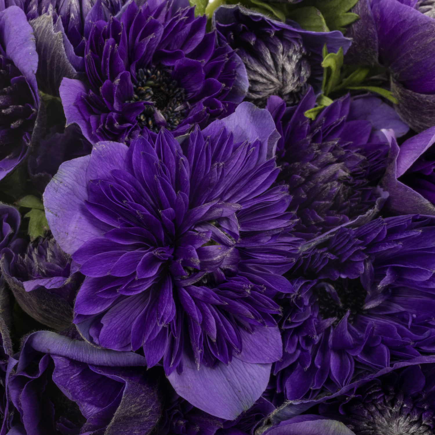 Anemone violett Fullstar Deep Blue Israel 32cm x 50