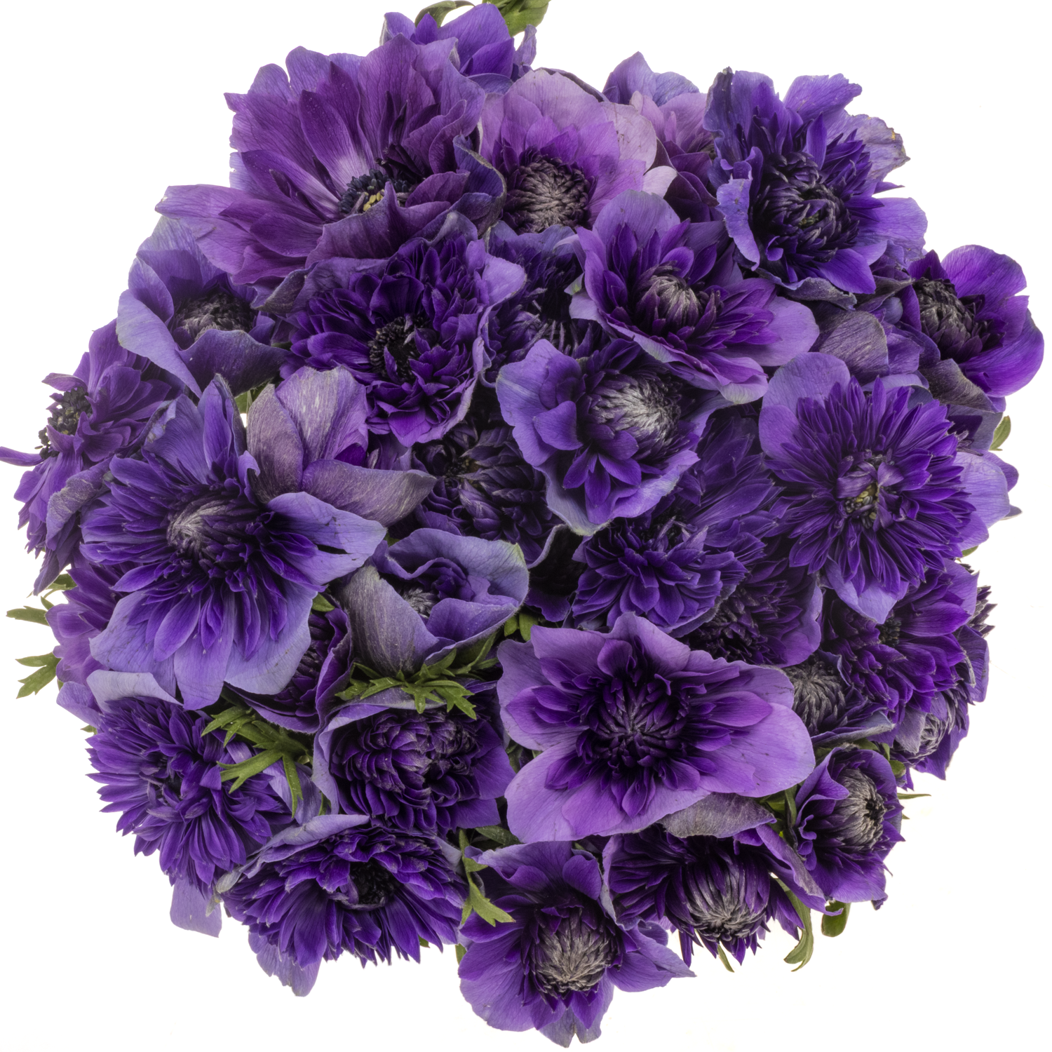 Anemone violett Fullstar Deep Blue Israel 32cm x 50