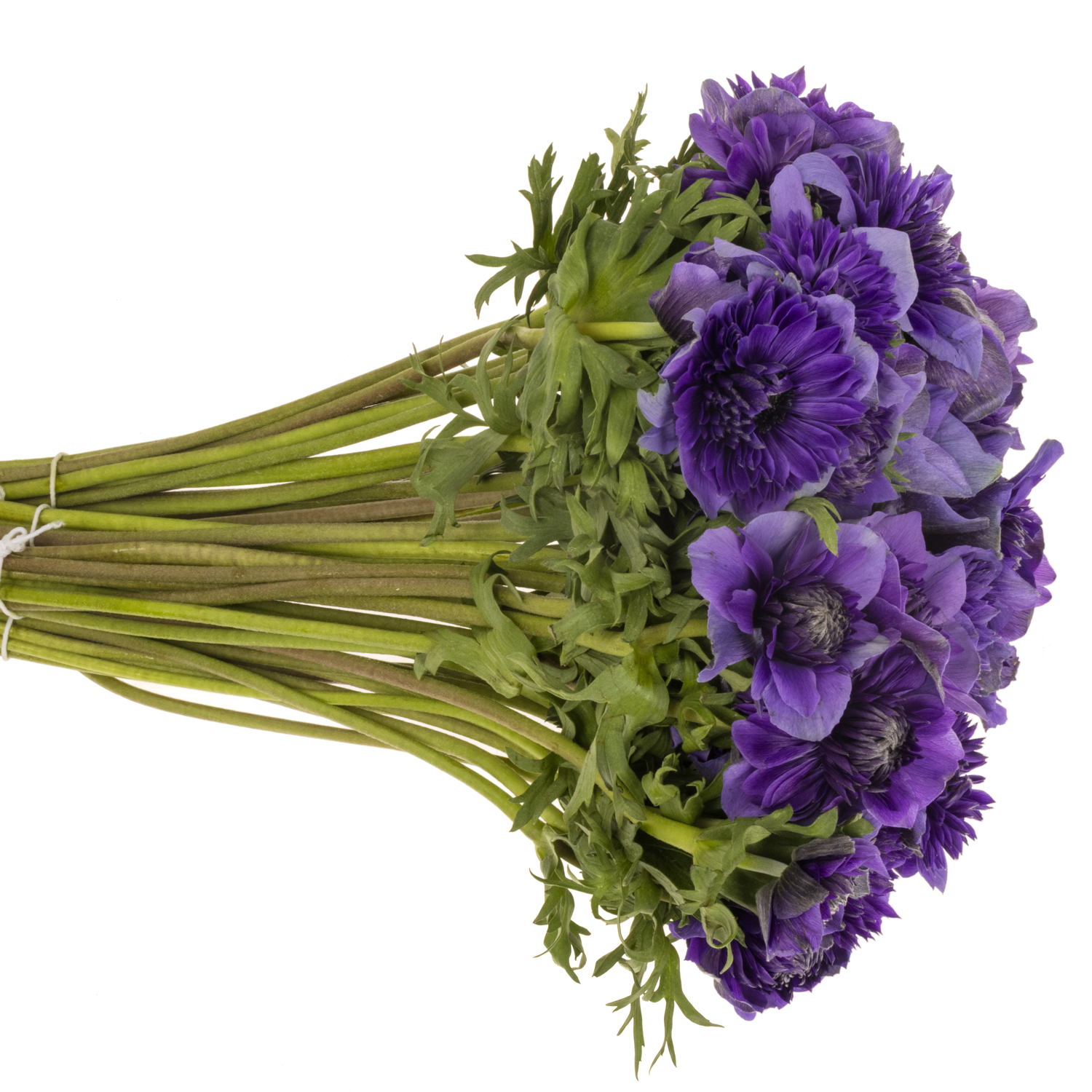 Anemone violett Fullstar Deep Blue Israel 32cm x 50