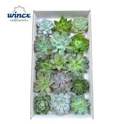 Echeveria Köpfe mix Schnitt H010