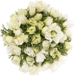 Anemone weiss gefüllt Fullstar White 13 45cm