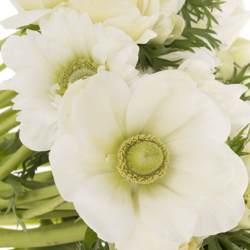 Anemone weiss gefüllt Fullstar White 13 45cm