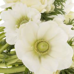Anemone weiss gefüllt Fullstar White 13 45cm