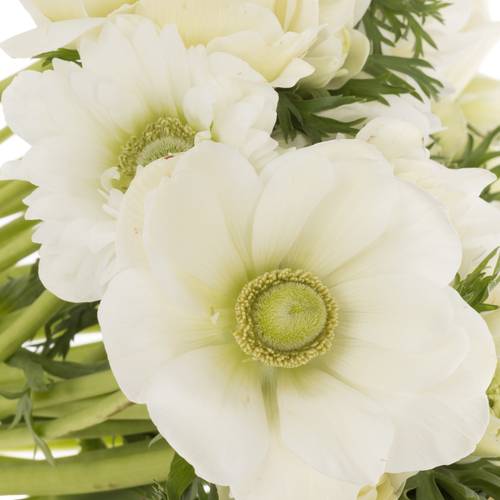 Anemone weiss gefüllt Fullstar White 13 45cm