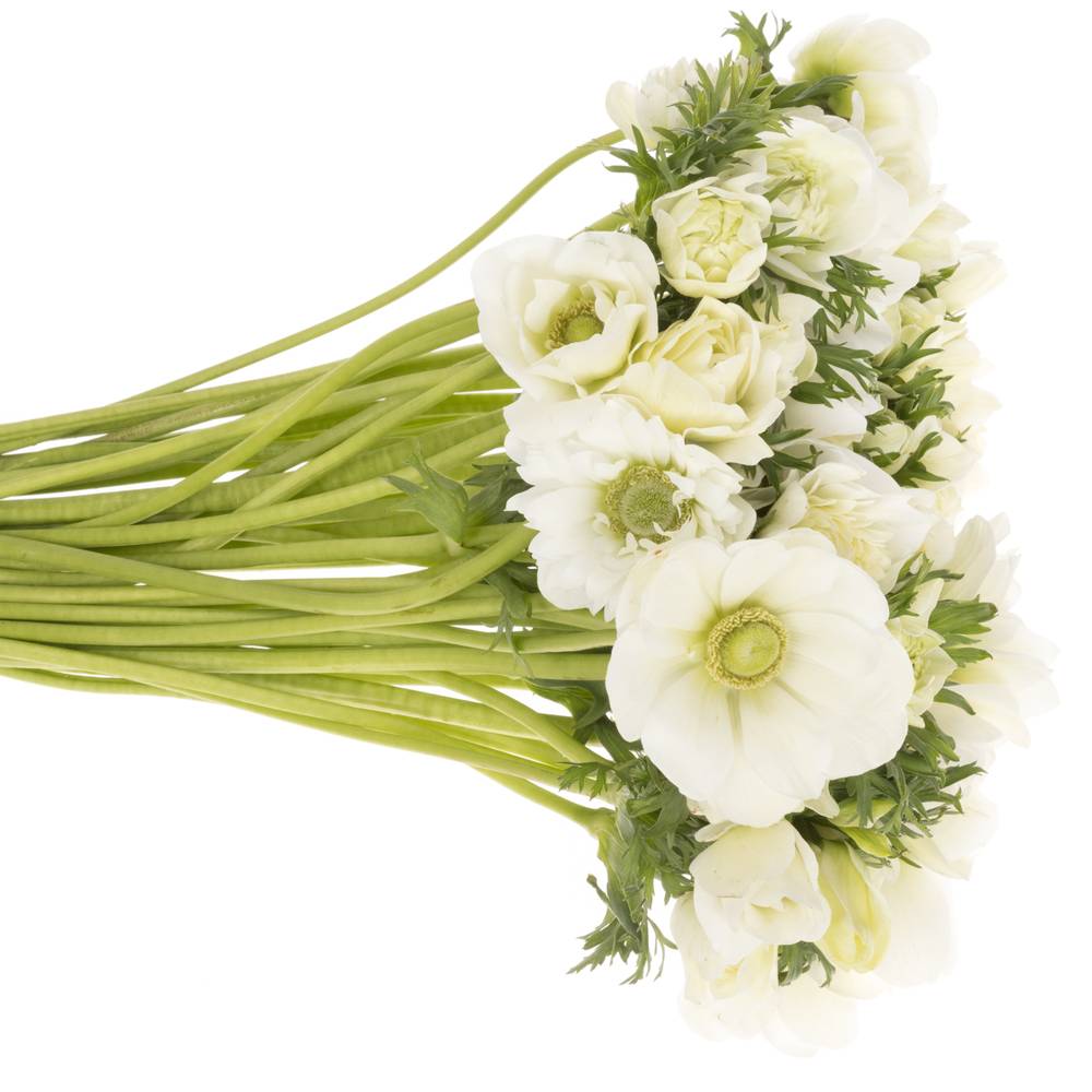 Anemone weiss gefüllt Fullstar White 13 45cm