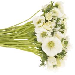 Anemone weiss gefüllt Fullstar White 13 45cm