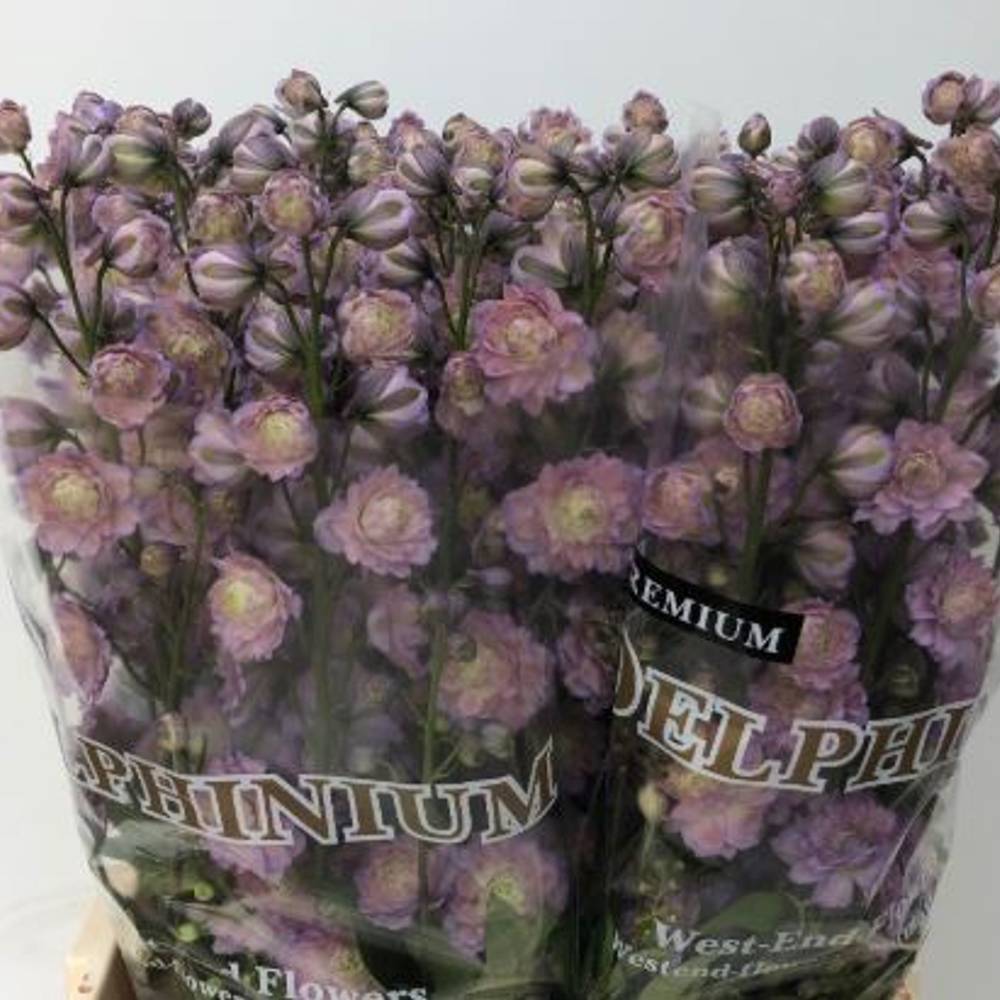 Delphinium Milka / rosa Noen sensation 70cm