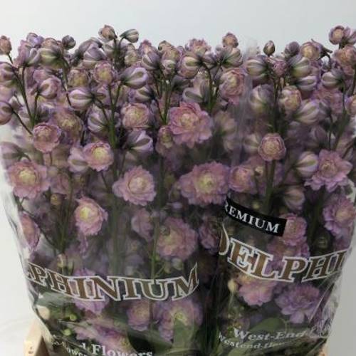 Delphinium Milka / rosa Noen sensation 70cm