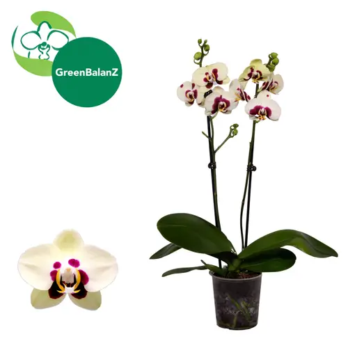 Phal.2-R creme/lila Panda T12 H055