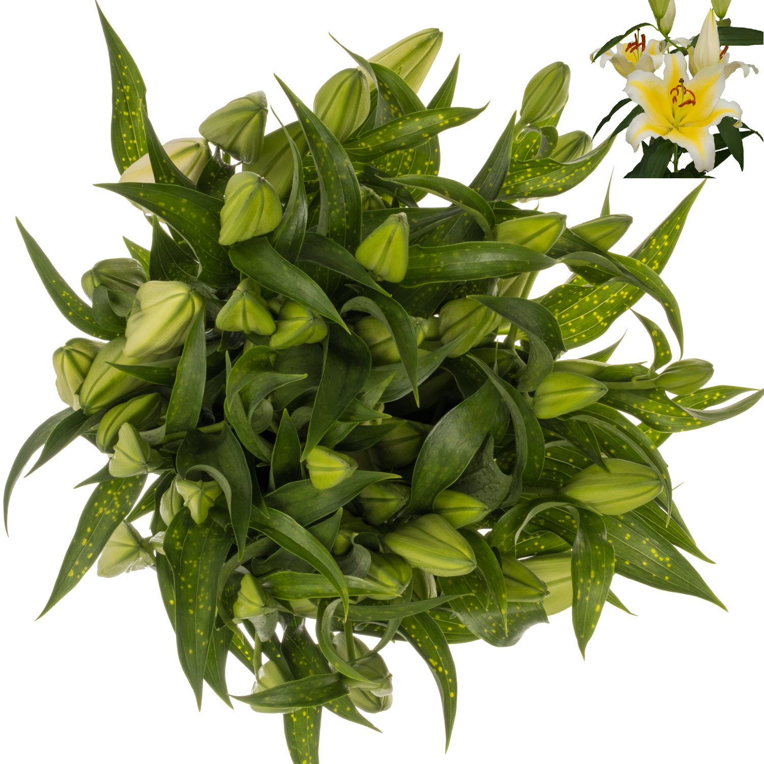 Lilie orientalisch weiss/gelb-gelb Nesso 4 0+Blüte 90cm
