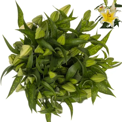 Lilie orientalisch weiss/gelb-gelb Nesso 4 0+Blüte 90cm