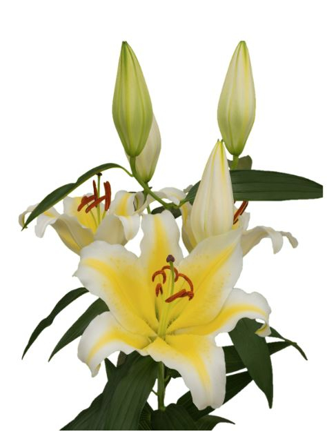 Lilie orientalisch weiss-gelb Nesso 5+ Blüte 95cm