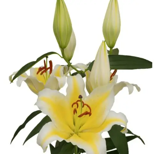 Lilie orientalisch weiss-gelb Nesso 5+ Blüte 95cm