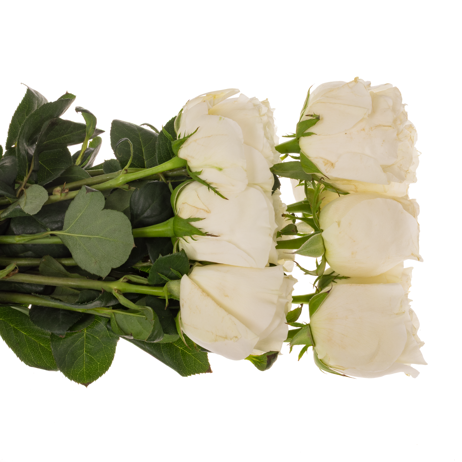 Rosen Gartenmix Alexandra x48